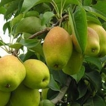 陕西大荔红香酥梨口感爽口