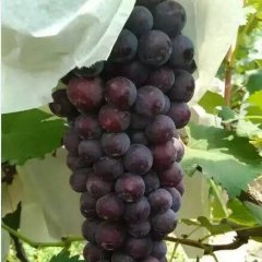 大荔优质户太葡萄基地，量大优惠！