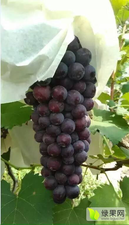 2019年陕西大荔户太葡萄价格