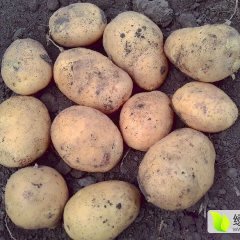 公主岭土豆口感爽口怀德杨二诚信合作