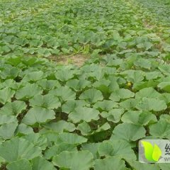 沽源南瓜著名品种邀请观摩订货