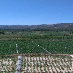 2015安定甘蓝现在订货有惊喜