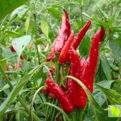 河南新乡县新一代朝天椒辣椒品质上乘
