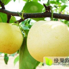 陕西大荔县黄冠梨果面光洁，果点小，无锈斑