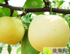 陕西大荔县黄冠梨果面光洁，果点小，无锈斑