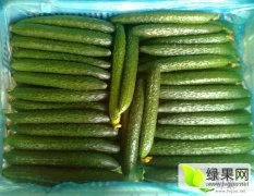 莘县东外环徐庄嫁接油亮精品小条黄瓜