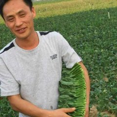 开封县小油菜早买早赚,河南阮明信诚信合作