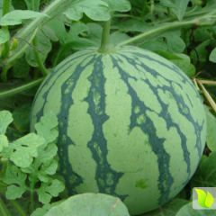 内蒙古赤峰翁旗沙地15000吨西瓜上市