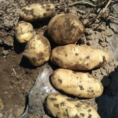 围场广发荷兰十五土豆价格适宜