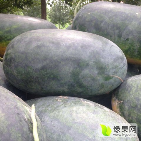 2015年山东东明黑小宝价格