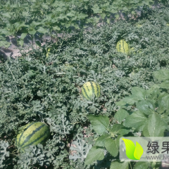 甘肃张掖西龙8号西瓜逐渐升温