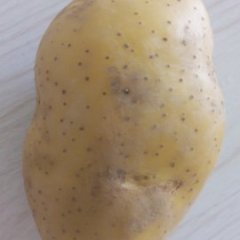 胶州土豆聚焦市场,胶西刘超诚信合作