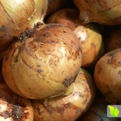 黑龙江宁安黄皮洋葱长势旺盛