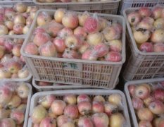 山东莘县红富士苹果大量上市，价格便宜