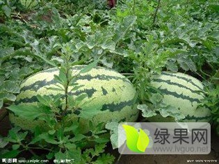 2015翁牛特旗西瓜走过路过不要错过