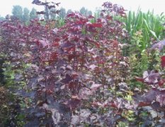 嫁接好的美国红枫 绿化的最佳树种