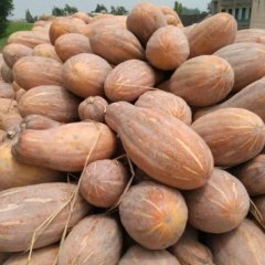 湖北公安县金韩南平秘本南瓜