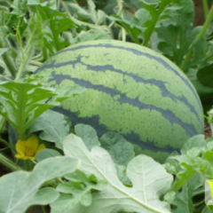 翁牛特旗金城5号西瓜个大皮薄、汁多、红沙瓤