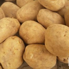 威宁秀水威芋5号 黄心土豆口感好 外表光滑