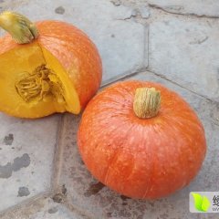 大量供应神池红皮南瓜香甜可口色泽艳丽