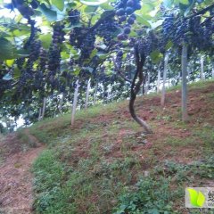 怀化中方芷江8月高山葡萄，紫秋酿酒葡萄