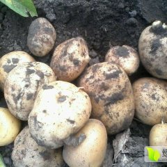 吉林公主岭尤金885土豆香甜可口