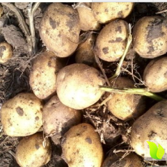 延署土豆逐渐大量上市