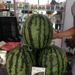 昌乐西瓜种子逐渐升温昌乐肖兴元诚信合作