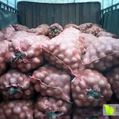 2015会泽土豆收购工作全面开展