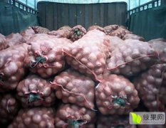 2015会泽土豆收购工作全面开展