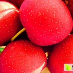 昌乐营丘大金星山楂口感好，适合深加工