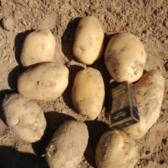 陕西土豆价格波动不大