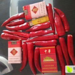 金塔。三樱大量上市，供应辣椒酱！