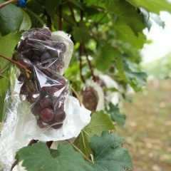 2015萧县葡萄现在订货有惊喜