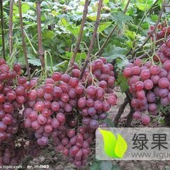 大荔范家红提葡萄价格适宜