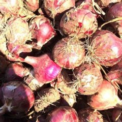 内蒙古包头市稀土高新区南黄草洼村洋葱产地