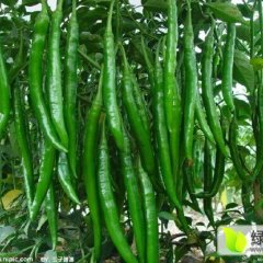 2015兰考辣椒收购工作全面开展