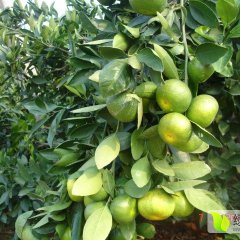 湘北地区大量供应特早熟柑橘 蜜桔。。