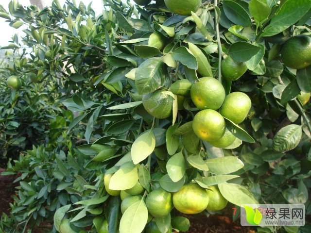 2015年湖南澧县东江湖蜜橘价格