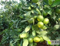 湘北地区大量供应特早熟柑橘 蜜桔。。