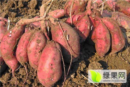 2015年河南唐河商薯19红薯价格