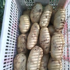 肥城土豆价格适宜,山东韩丁诚信合作