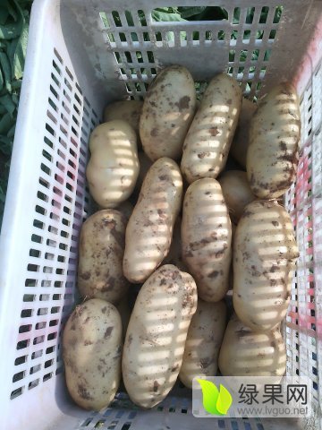 2015年山东肥城荷兰十五价格