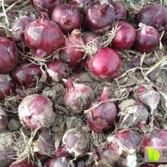 高台洋葱早买早赚骆驼张威诚信合作