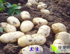 2016榆树土豆走过路过不要错过