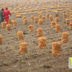 公主岭怀德尤金885土豆产销两旺