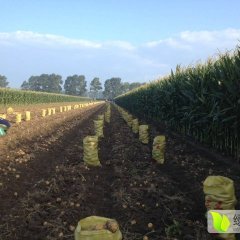 公主岭土豆著名品种于国新诚信合作