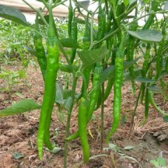 大荔辣椒绿色无公害,羌白韩亮诚信合作