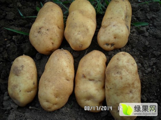 2015年吉林公主岭尤金885土豆价格