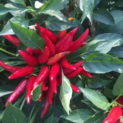 金乡辣椒绿色无公害,王丕张立策诚信合作